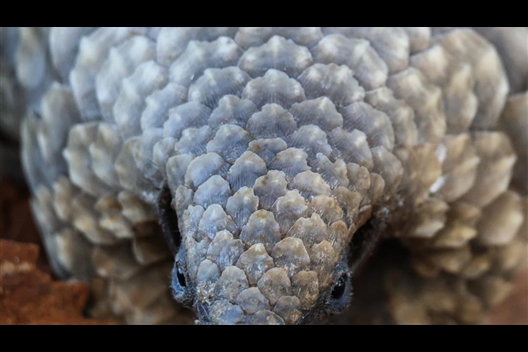 World Pangolin Day 2025